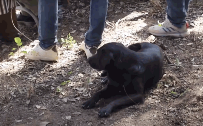 Dog refuses to leave grave of Moroccan boy Rayan, who died after falling into well