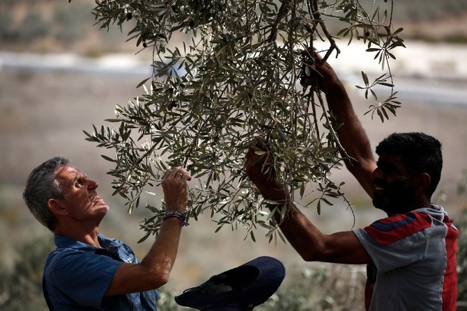 Charities to plant 25,000 olive trees across Palestine