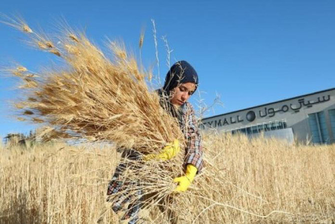 Jordan’s wheat stock is sufficient for 15 months, official claims