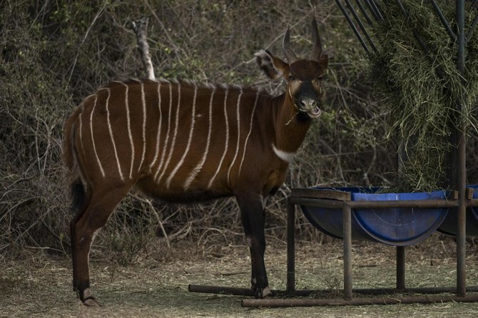 On brink of extinction, a new hope for Kenya’s forest antelope