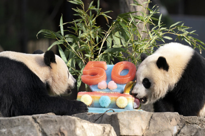 Pandas devour ice cake to celebrate 50 years at National Zoo