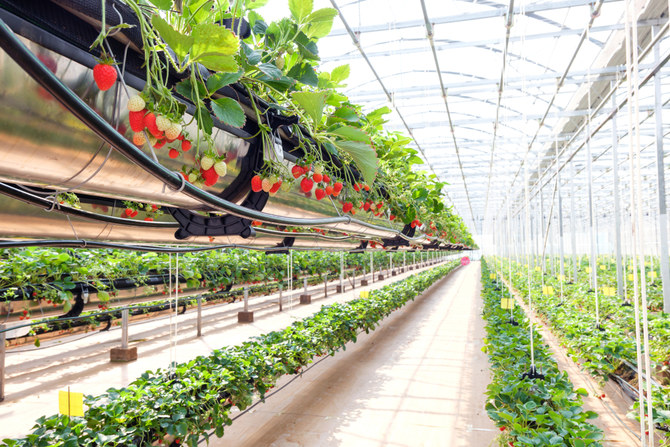 Tamimi forms JV with Italian, Japanese firms to offer smart farms in Saudi Arabia