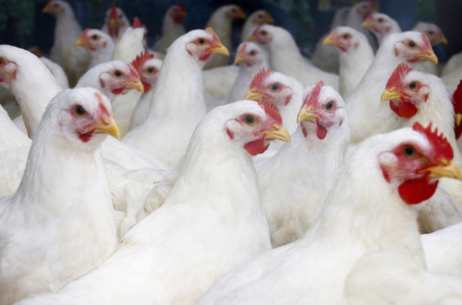 Saudi poultry processor Anaam Holding acquires 55% of ARW Industry in diversification bid