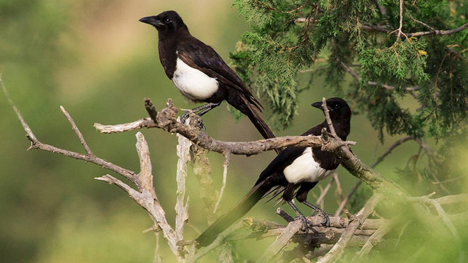 Saudi environmental expert fears Asiri magpie may become extinct 