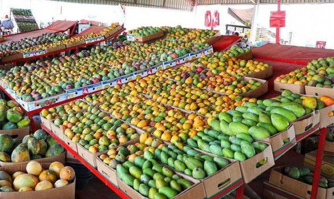 Jazan mango production flourishes with 1m trees