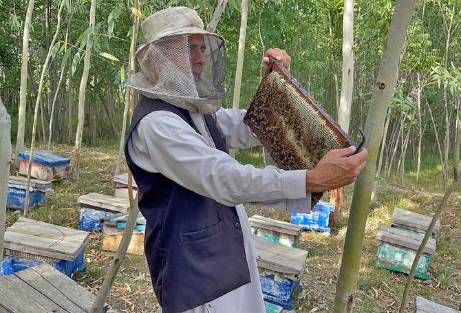 Afghan refugee beekeepers keep Pakistan honey business buzzing