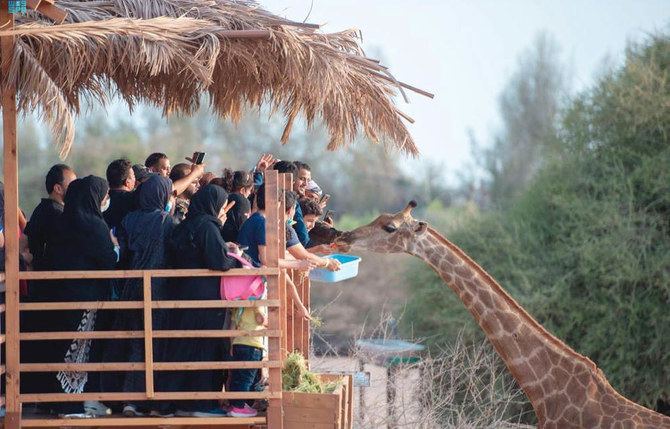 The Jeddah Jungle is home to about 1,000 species of wild creatures, as well as 200 species of rare birds. (SPA)