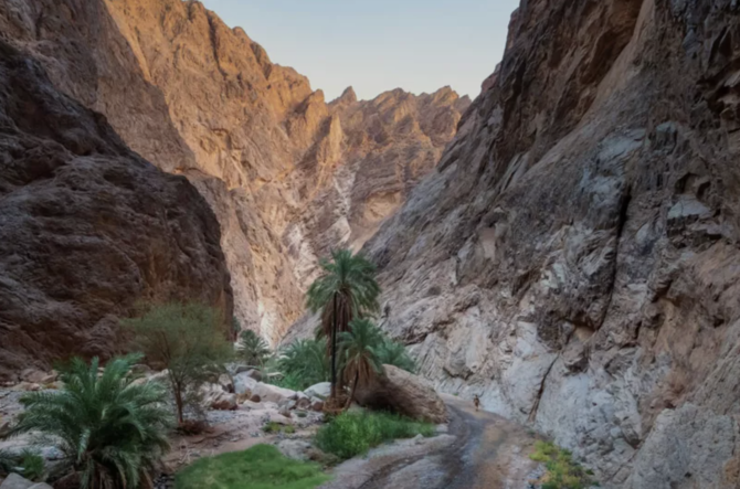NEOM launches regreening initiative to plant 100 million trees