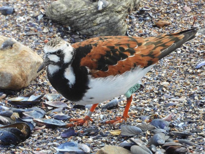 2TK, Canada’s migratory bird that fell for Uruguayan resort