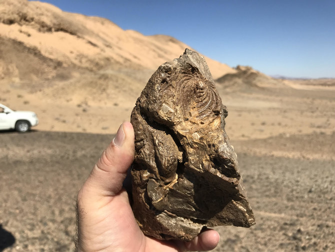 The Red Sea project discovers fossils of 80m-year-old marine reptiles in initial survey 