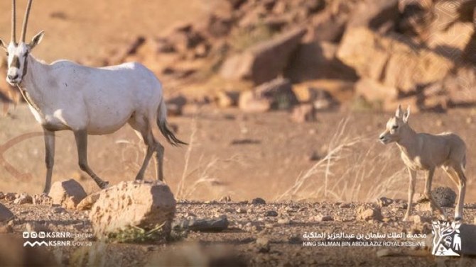 Saudi nature reserve announces first born wild Arabian oryx after nine decades
