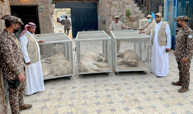 Saudi man faces 10 years in jail, $8m fine for keeping three lions in private resort