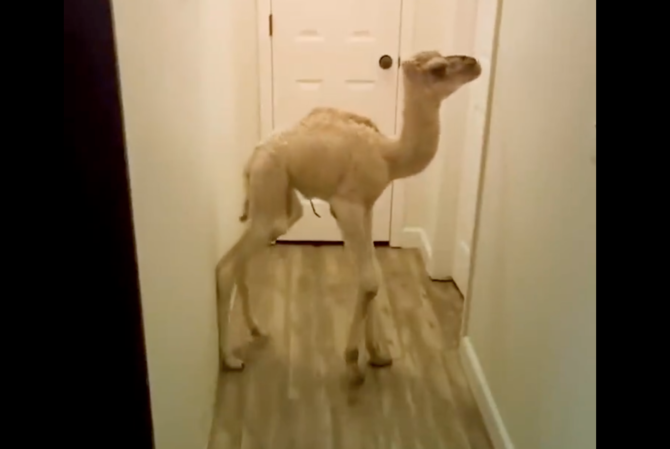 Video of baby camel roaming inside house draws mixed reactions