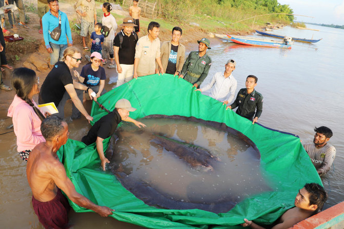 Cambodian catches world’s largest recorded freshwater fish. (AP)