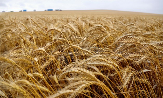 Egypt’s strategic wheat reserves sufficient for 5.7 months