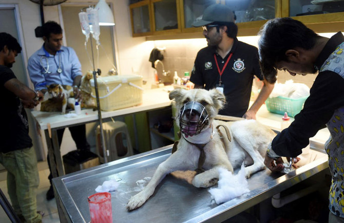 Pakistani veterinarians give treatment to a dog at the Animal Care Center in Karachi on Aug. 16, 2016. (AFP)