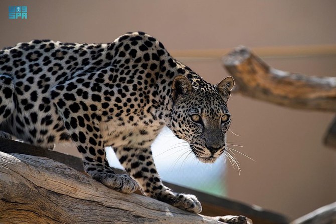 Saudi Arabia’s efforts to protect the Arabian Leopard documented by Princess Reema Bint Bandar