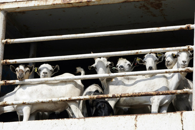 Saudi Arabia’s sacrifice project ‘Adahi’ says over 400,000 sheep slaughtered during this year’s Hajj season