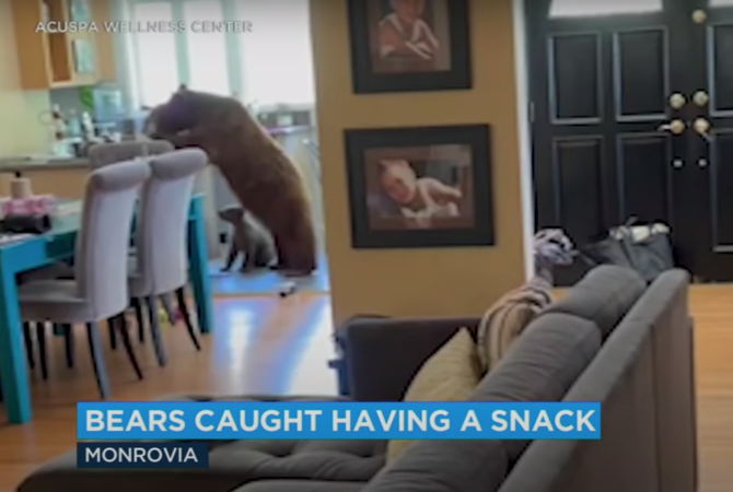 What, no honey? Mama bear and cub break into California home for sweet servings