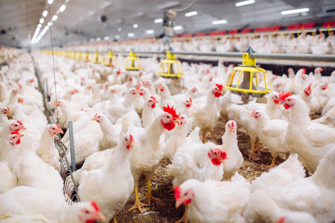 Saudi plans $5bn investment to become self-sufficient in poultry meat production 