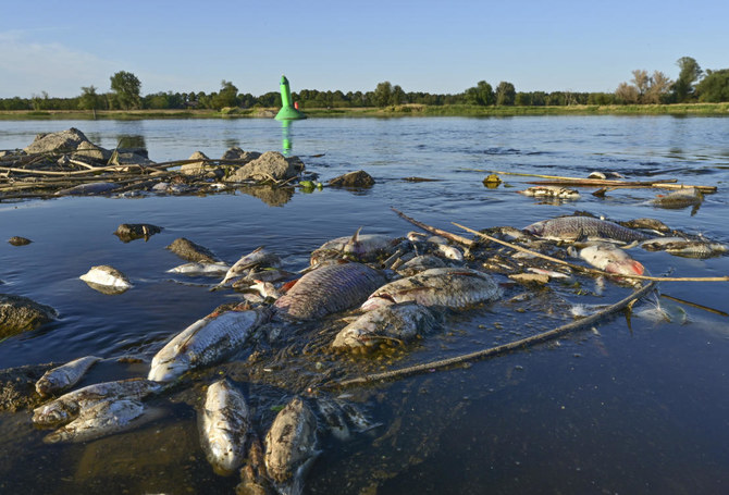 ‘Dead fish everywhere’ in Germany, Poland, after feared chemical waste dump