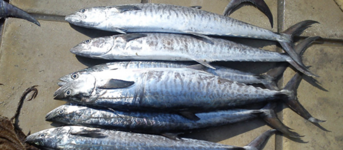 Two-month ban on catching Kingfish in Arabian Gulf underway