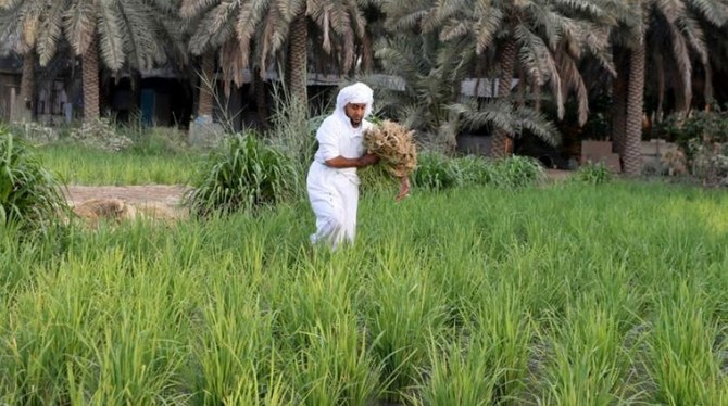 Saudi Arabia’s agricultural sector grew at a rate of 7.8% in 2021