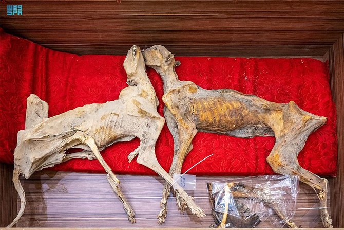 Saudi wildlife agency discovers skeletons of extinct cheetahs