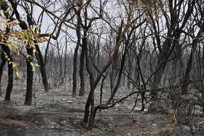 Saudi Arabia leads condolences to Algeria over forest fires victims