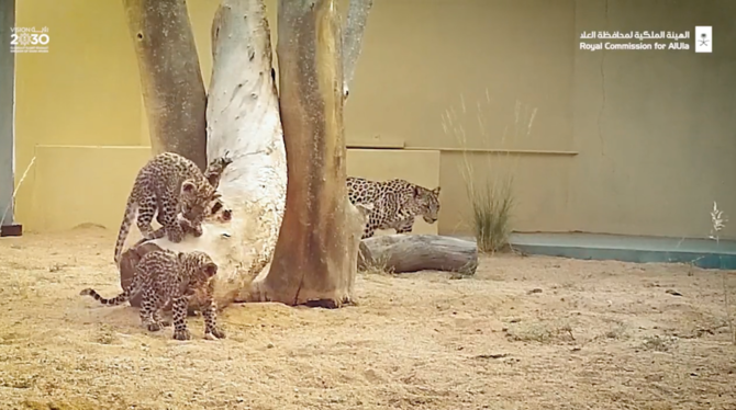 RCU announces birth of Arabian leopard cubs, US embassy congratulates
