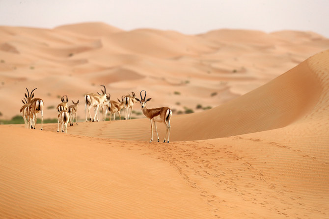 How Saudi Arabia’s wildlife sanctuaries are helping to preserve a wealth of biodiversity