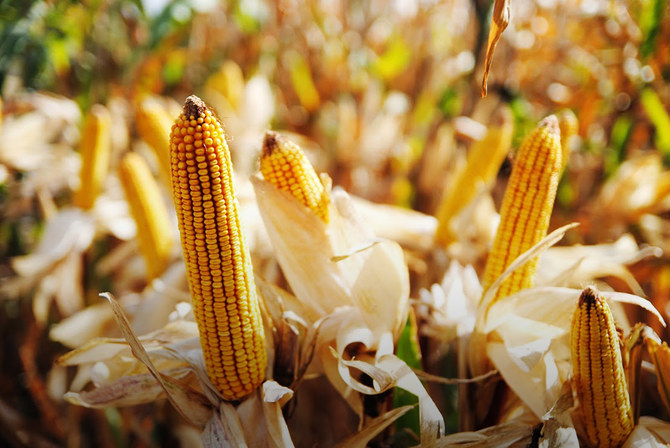 EU crop monitor sees Ukraine maize crop down 24% on year