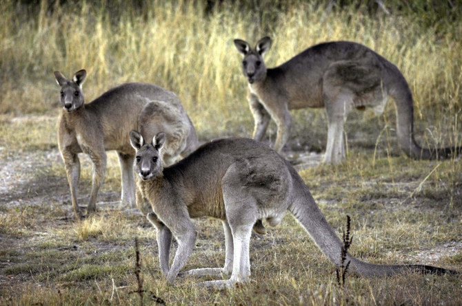 Australian man killed by kangaroo in rare fatal attack
