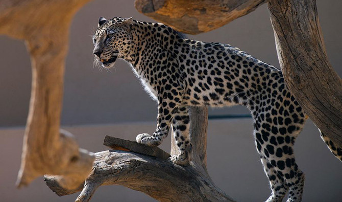 Saudi National Center for Wildlife reveals species protected from hunting