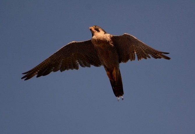 Wild peregrine falcons thrive in new habitat at UK’s newly inaugurated Battersea Power Station