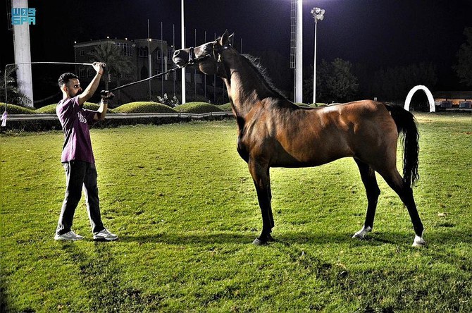 International ‘beauty contest’ for Arabian horses begins on Thursday