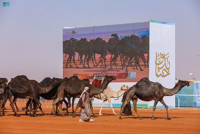 King Abdulaziz Camel Festival kicks off on Thursday