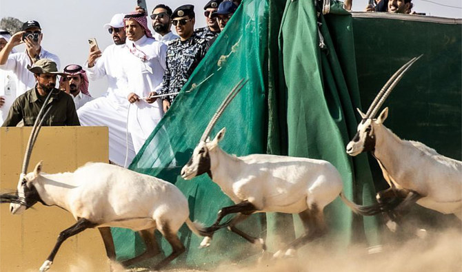 Fakty Miami Arabian oryx return to NEOM Nature Reserve