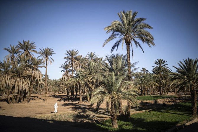Climate change threatens centuries-old oasis in Morocco