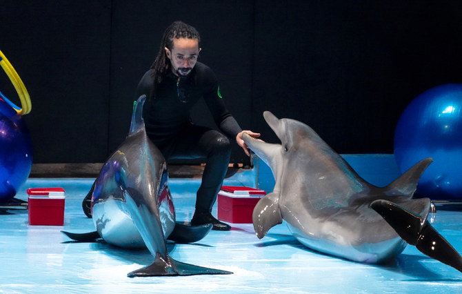 At the Riyadh Season dolphin show, the beloved sea creatures perform acrobatic routines, dance, sing, and paint on canvas. 