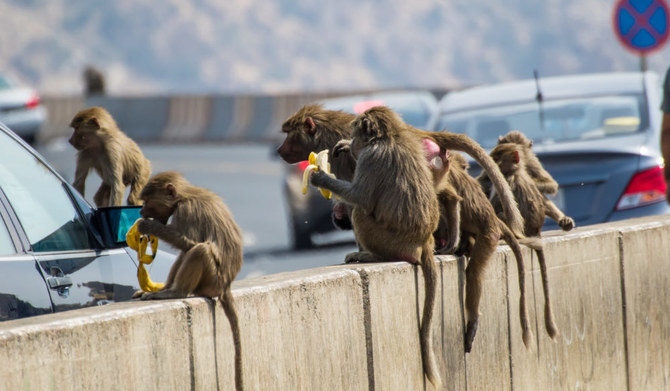 Authorities have so far removed a number of baboon packs from Makkah and several holy sites. (Shutterstock)