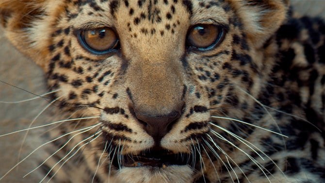 Leopard wounds five in Indian courthouse