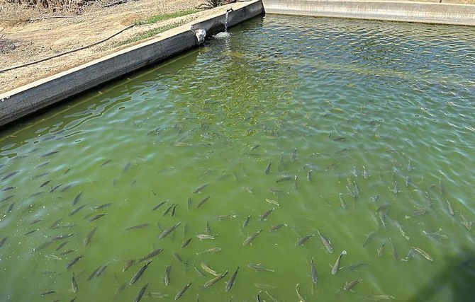 Saudi fish farmer’s secret to success in local water