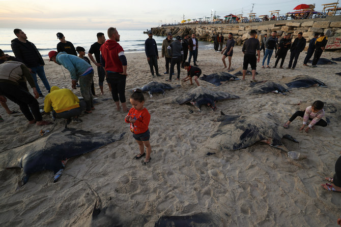 Palestinian fishermen collect dozens of manta rays washed up on Gaza shore