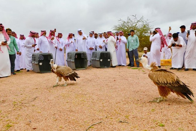 Saudi wildlife center uses satellite tracking devices to monitor animals