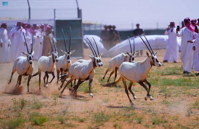Saudi wildlife center releases 40 endangered animals into King Abdulaziz Royal Reserve
