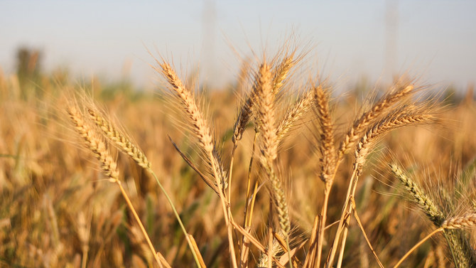 PIF’s SALIC supplies 30% of Saudi Arabia’s wheat demand 