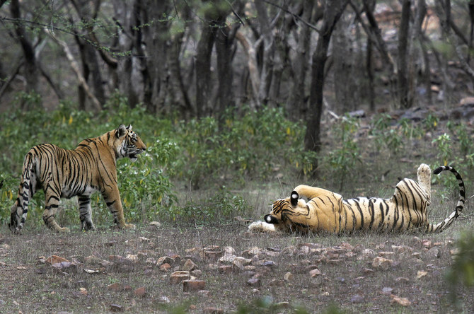 Tigers can be seen at the Ranthambore National Park in Sawai Madhopur, India. (File/AP)