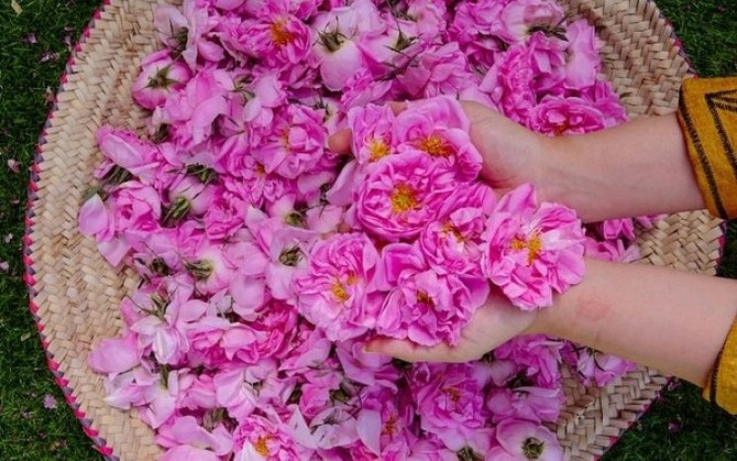 Blooming marvelous: Countdown on to Taif Rose Festival 2023
