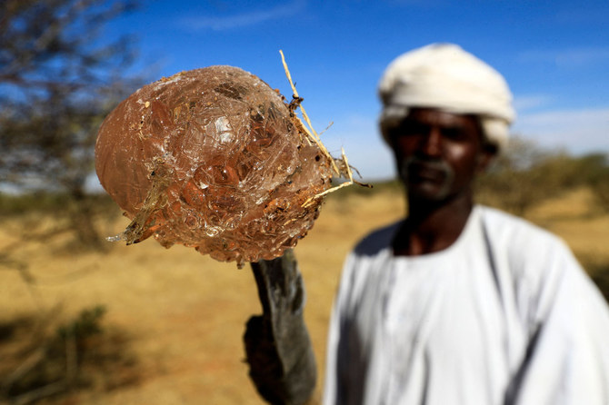 Conflict casts ominous shadow over global supplies of Sudan’s flagship export: gum Arabic
